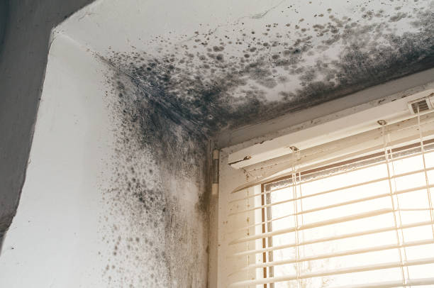 Affordable Mold Cleanup solutions in Lottsburg, VA